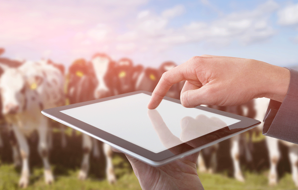 Feeding chickens and cows with free software